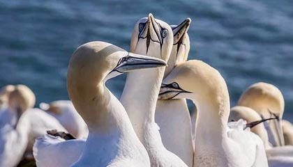 开云网页版登录入口-阿森纳主场遭逆转，球队难逃失利，欧冠名额或受威胁，阿森纳的欧冠