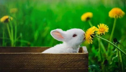 开云官网-瑞士男足在巴黎奥运会上表现出色，赢得多场比赛，瑞士男足世界排名多少