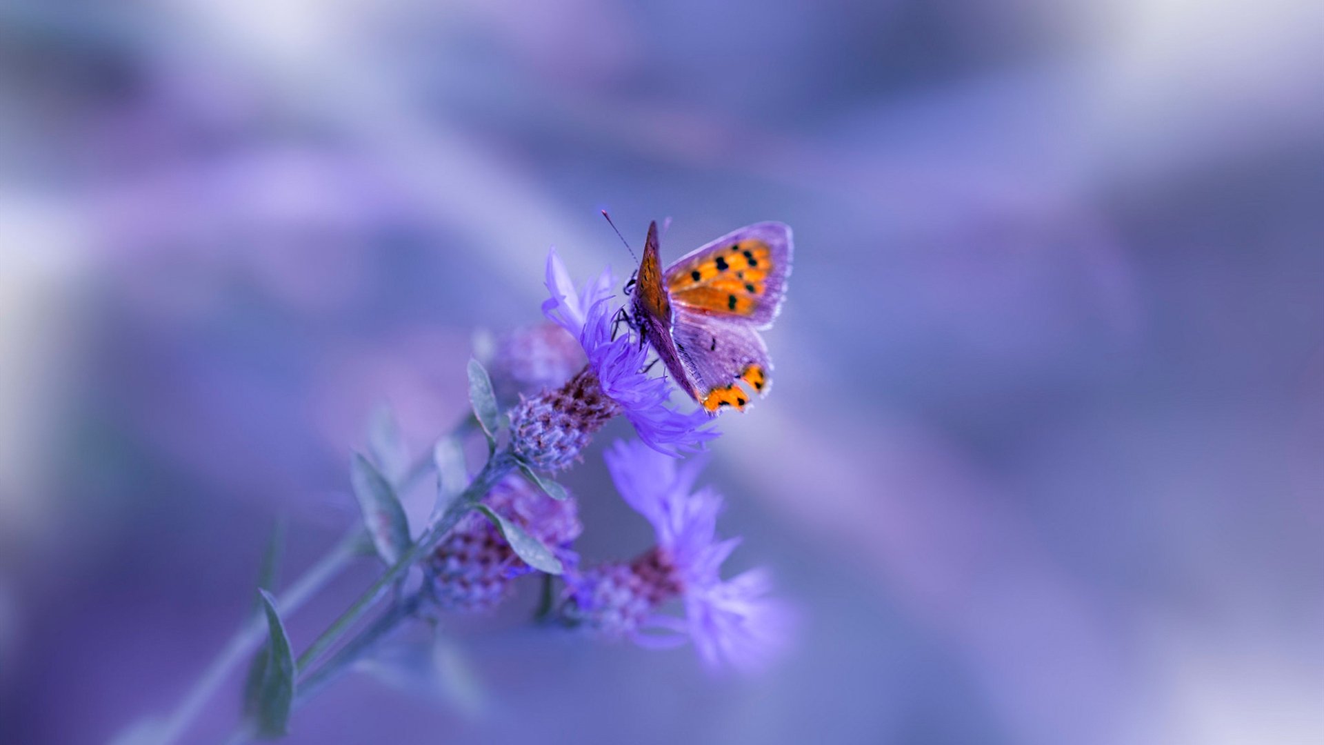 APEX英雄 青年联赛新星崭露头角，apex青训