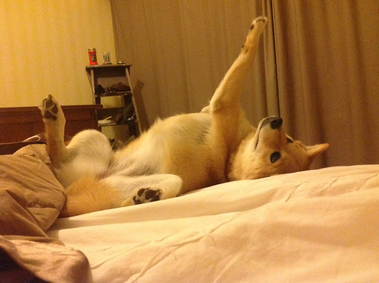 _精准射箭比赛：挥弓之间的专注力量_，射箭很准