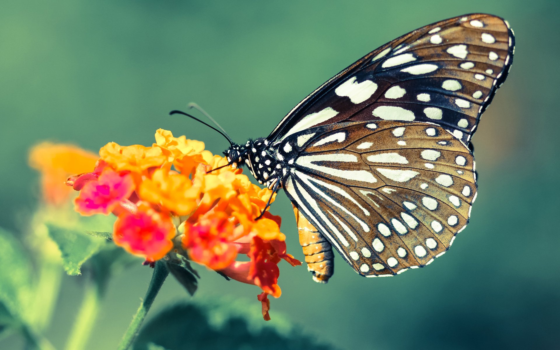 开云·Kaiyun网页版-“历史回顾：联盟最具影响力的五大人物”，联盟历史前十