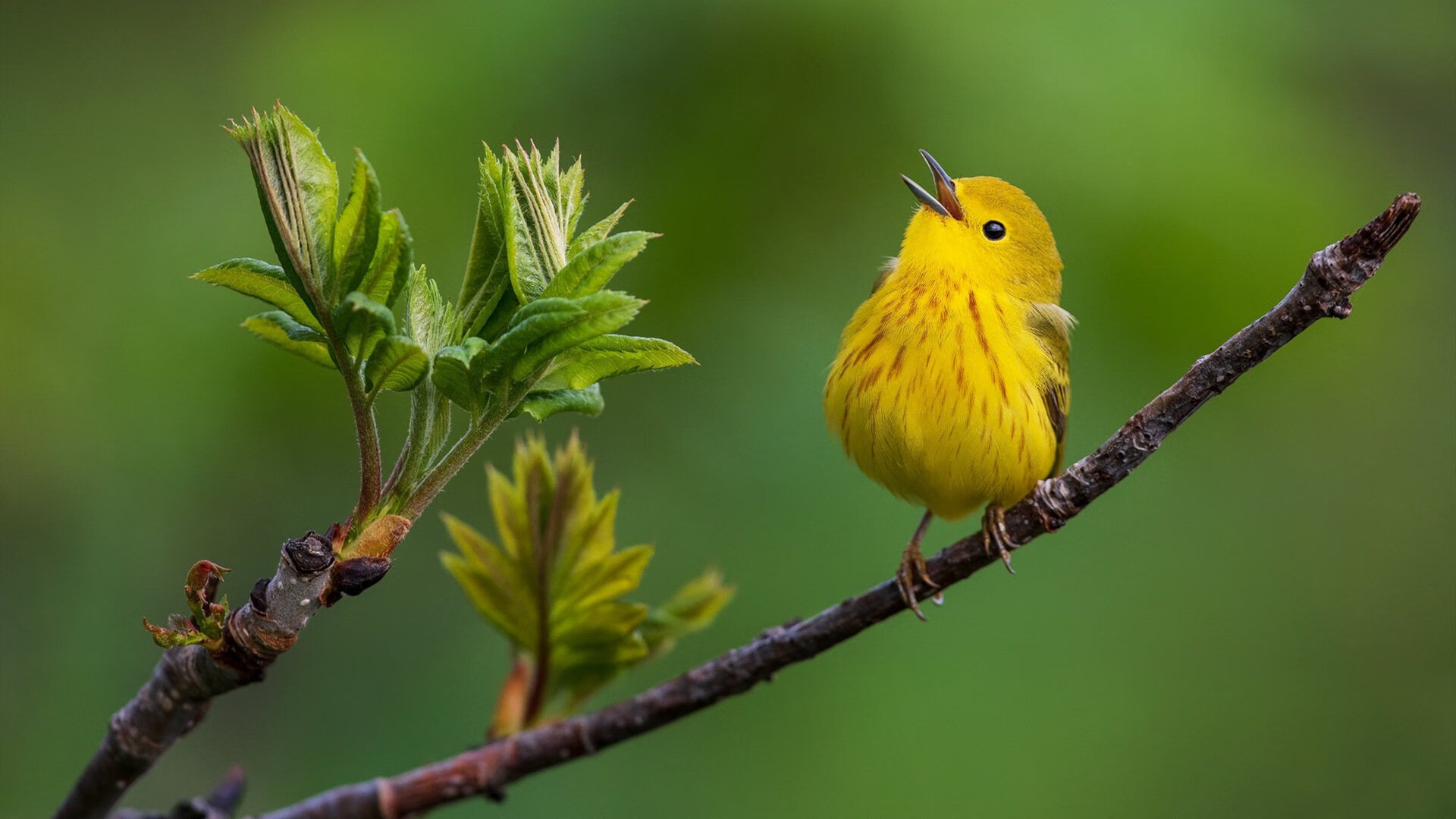 开云官方网站-《虚拟偶像助阵：电竞与虚拟明星开启新合作时代》，虚拟偶像是哪一部电影的另外一个名字