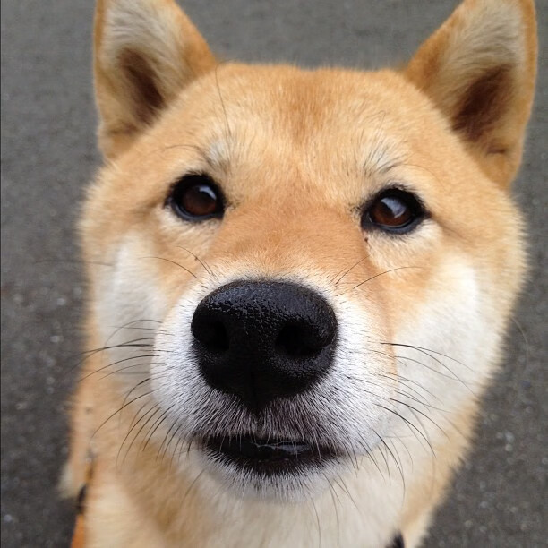 日本球员赛场拼搏，收获赞誉，日本队球员