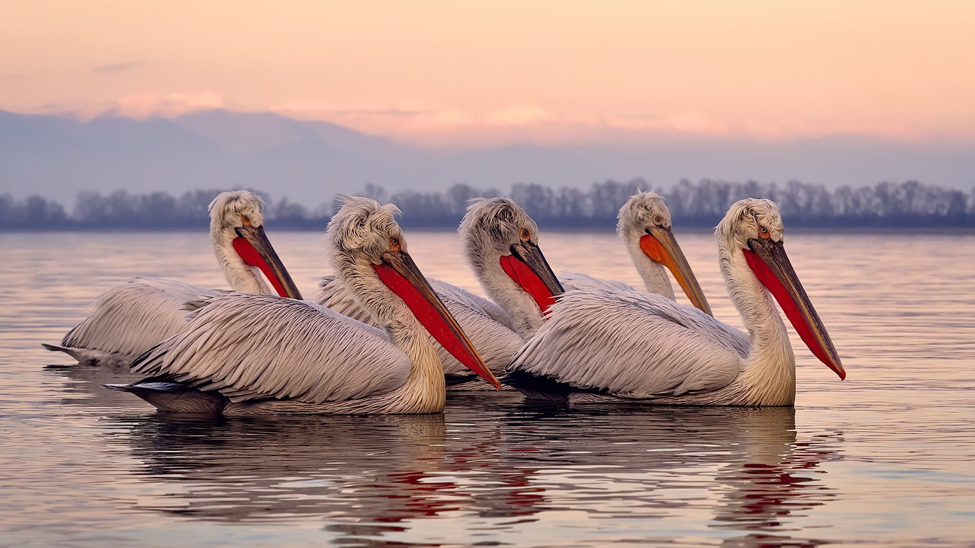 Kaiyun(中国)开云-民族传统舞狮比赛，文化运动的欢乐盛典