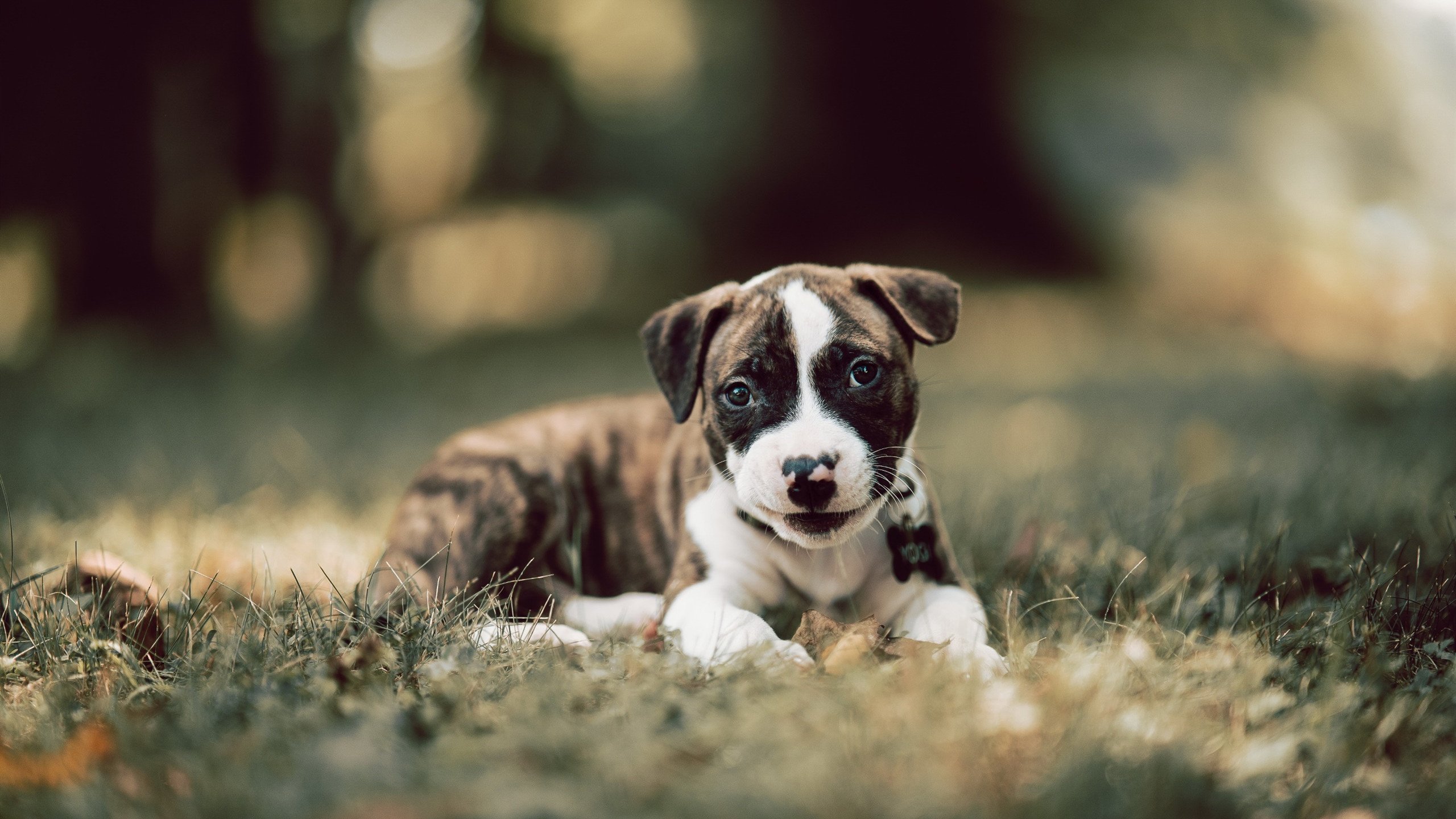 特色足球文化旅游融合项目在多地实现产业链深度延伸，足球特色学校文化