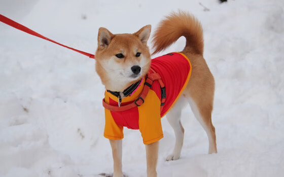 统计分析：本赛季“最能跑动”和“最会控场”的球员，最能跑的球队