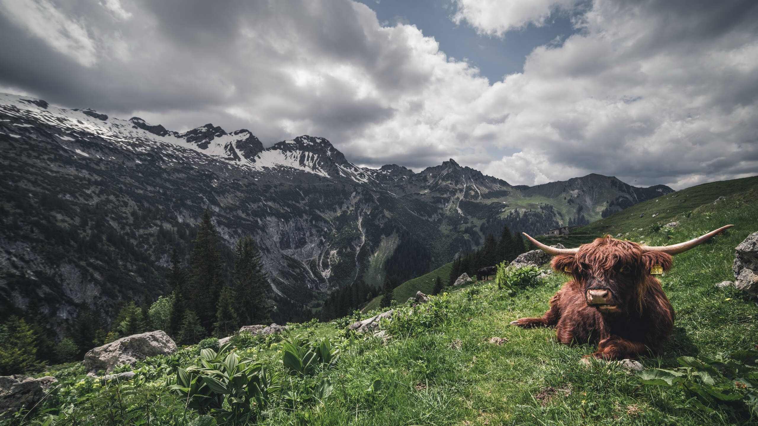 中国围棋协会发布围棋职业棋手培养计划,中国业余围棋升职业