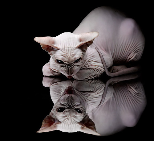 利物浦辛途厄境逞强，欧冠漫漫苦行通情达理，利物浦新