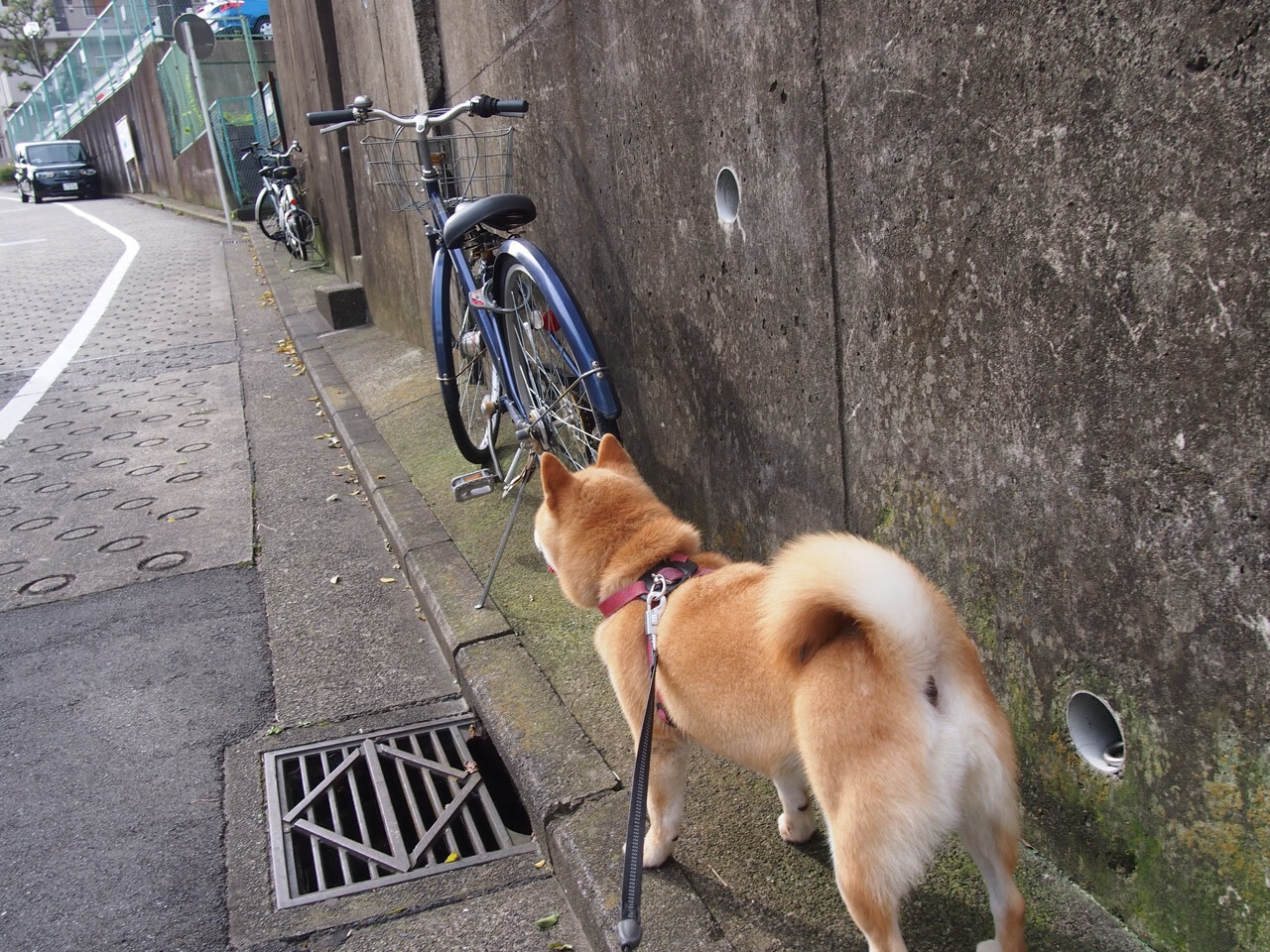 国米取胜卫冕冠军，吹响冲冠号角，国米夺冠之路