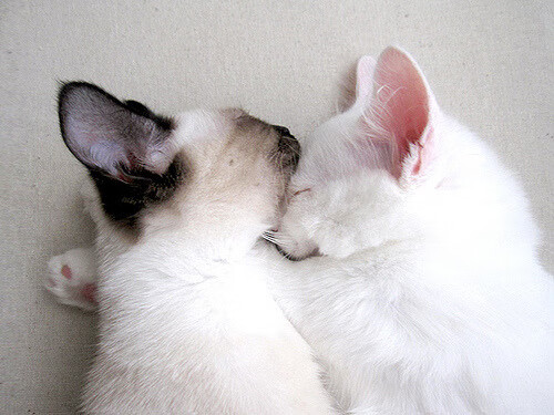 KAIYUN 中国大陆-沙特阿拉伯女足首次亮相世界杯，成绩平平，沙特阿拉伯国足世界排名