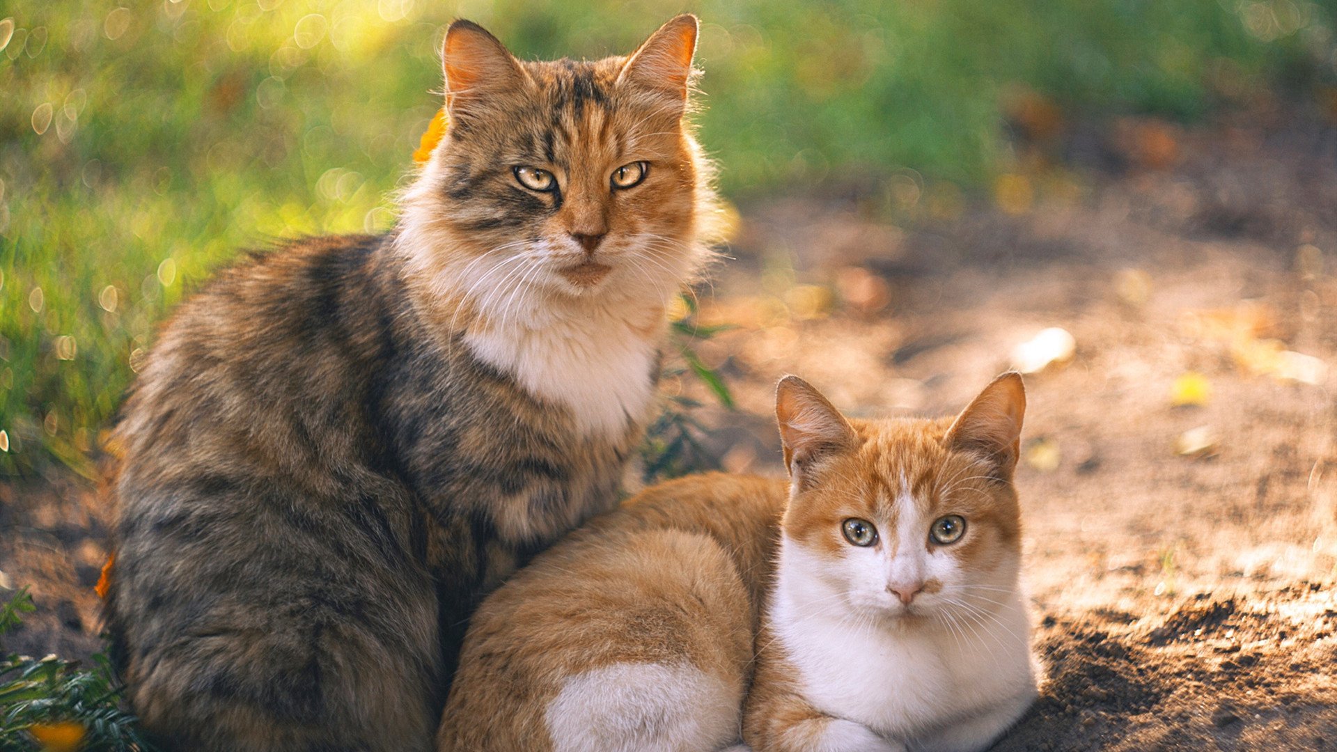 kaiyun网站-足球人才选拔是否更加开放公平，足球人才培养