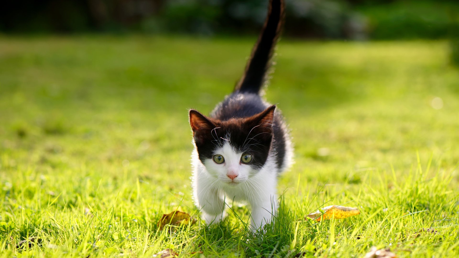 门兴格拉德巴赫客场逆转胜利，喜获三分，门兴格拉德巴赫足球俱乐部官网