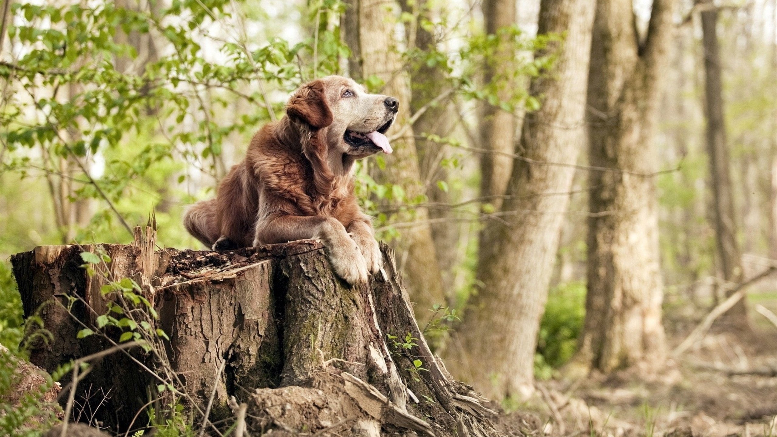 中国三人篮球男队完善攻防切换节奏，三人篮球 中国男篮