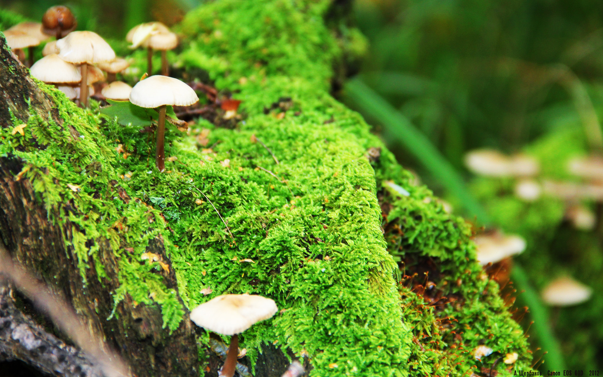 亚洲杯中国女足惨败 球员技术不足被曝光，中国女足惊动亚足联