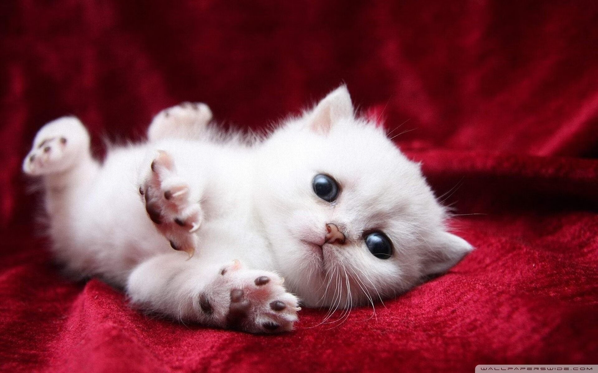 体测标准改革促使球员体能全面进步，体测标准各项所占比例