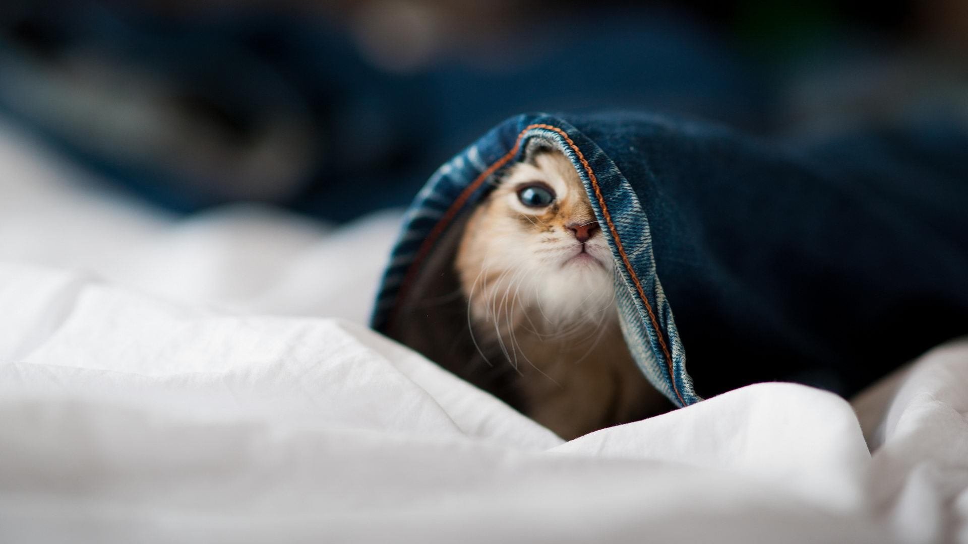 开云·体育官网APP下载-印度队在2024年国际乒联混合团体世界杯的全面突破，印度乒乓球一哥