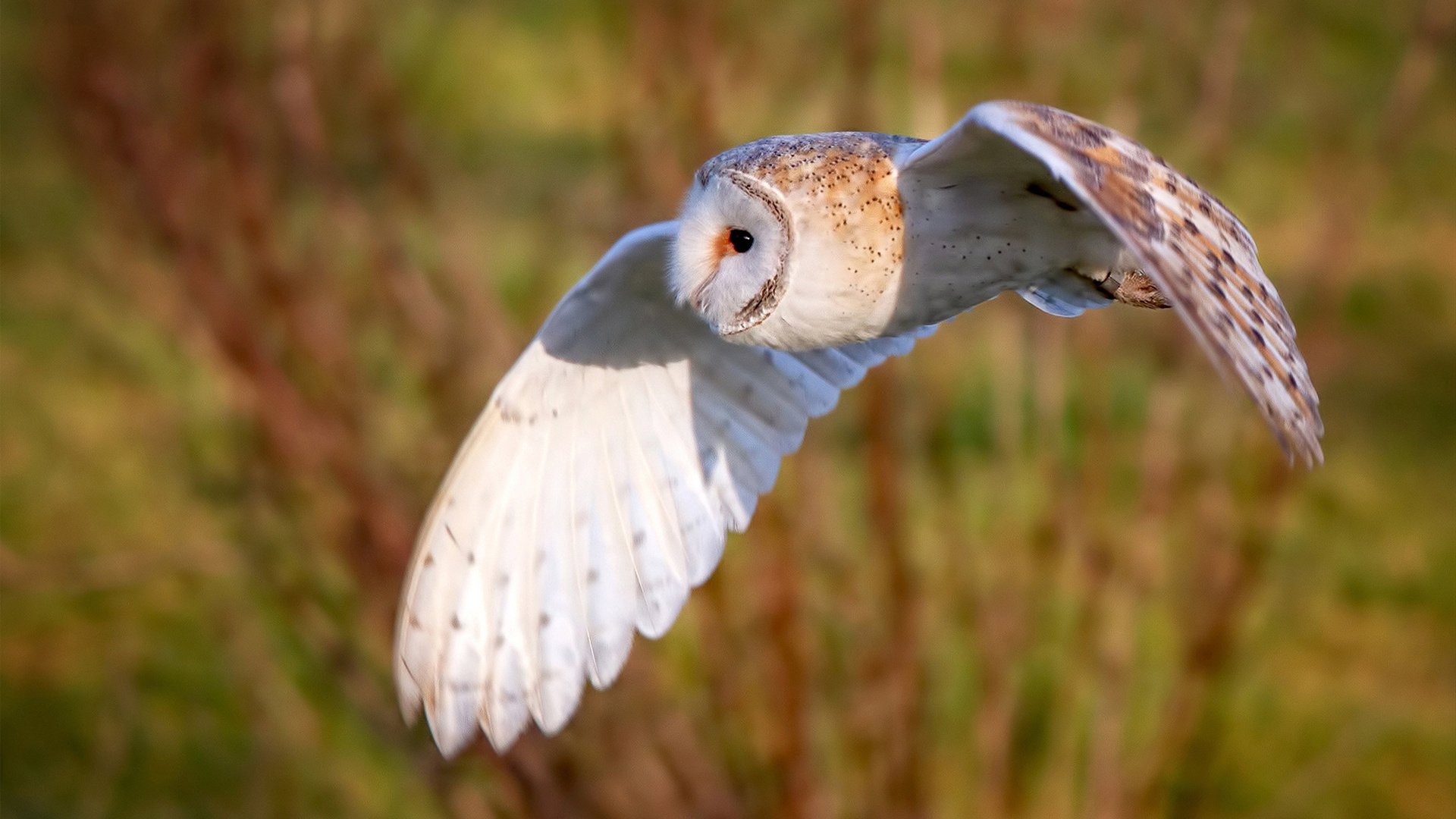 压迫式防守是否更容易带动节奏起伏，压迫式是什么动作