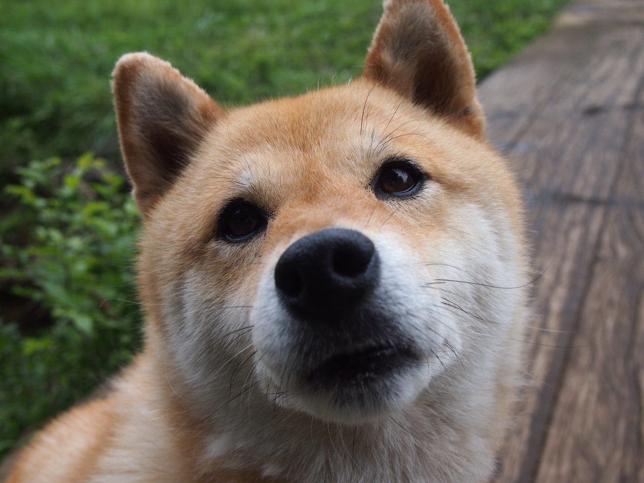 新加坡队未来发展：提升球员心理素质与竞技韧性，新加坡足球队实力