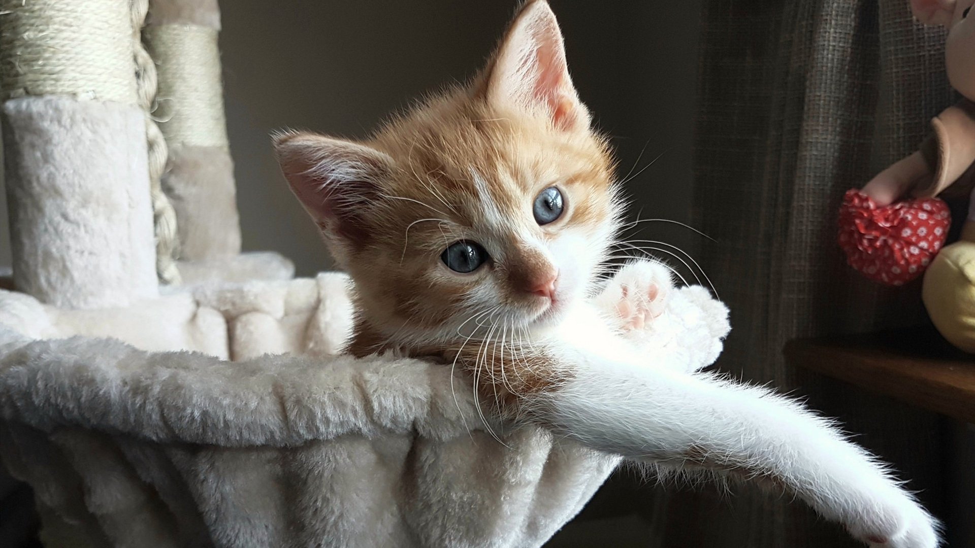 游泳锦标赛男子蛙泳决赛上演逆转好戏，全国男子蛙泳历届冠军