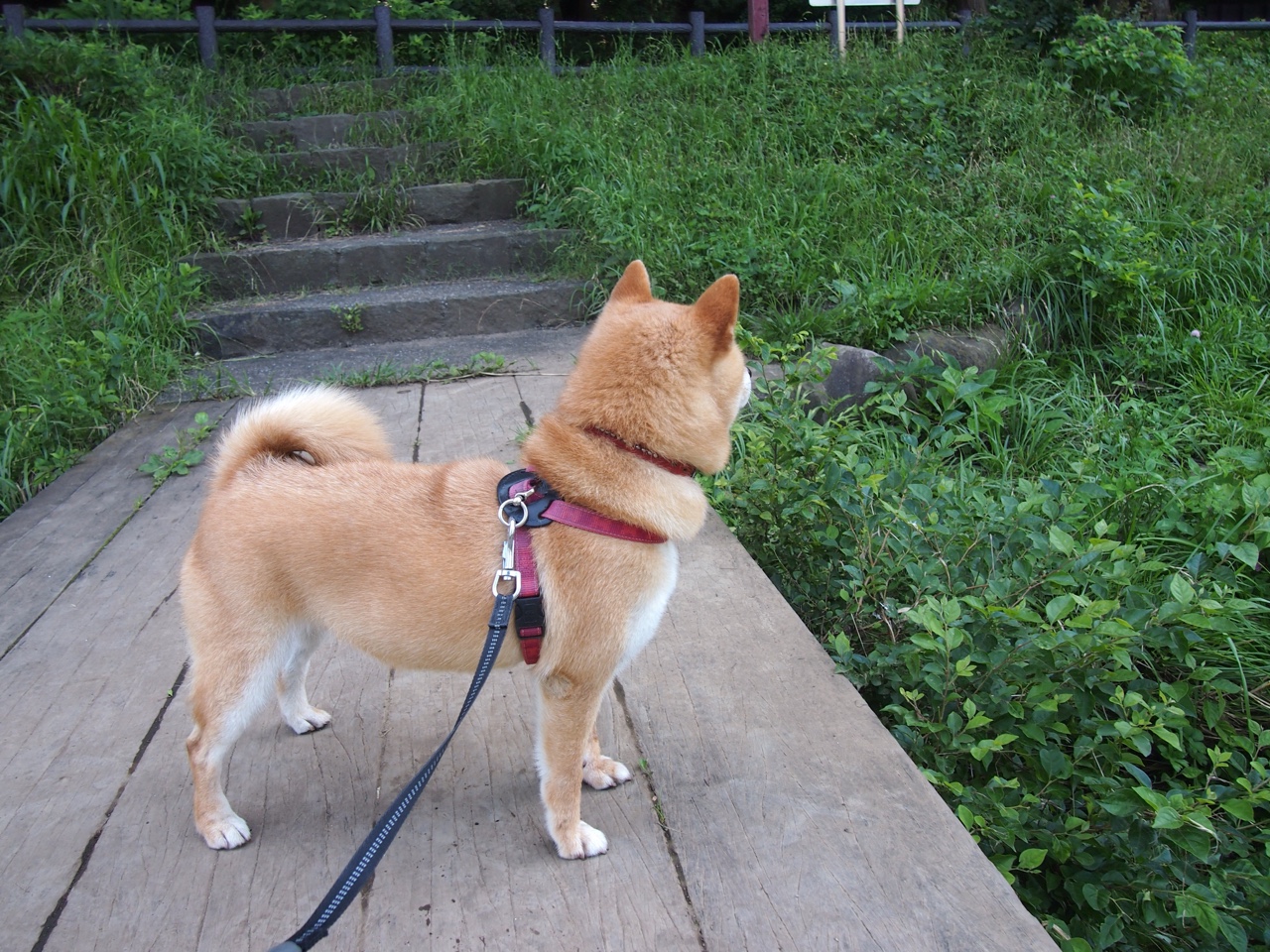 魔术本赛季失误率降低展现进步，魔术最近比赛状态